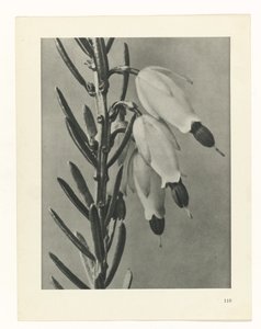 planlegge studie Archetypes of Art (serietittel) av Karl Blossfeldt