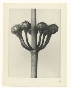 planlegge studie Archetypes of Art (serietittel) av Karl Blossfeldt