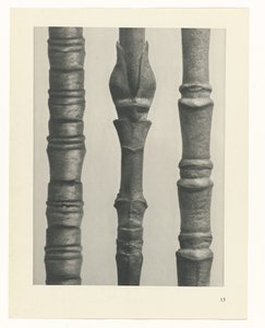 Planstudie Urformen der Kunst (serietittel) av Karl Blossfeldt