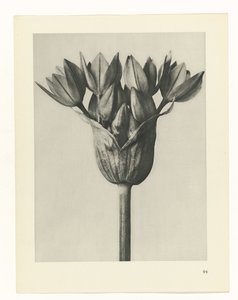 Plantstudie Urformen der Kunst (series title)   1330038   no       norwegian Successfully Translated  Original: Monkey-Flower, 1812, 1944. Translat: 