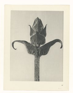 Planstudie Urformen der Kunst (serietittel) av Karl Blossfeldt