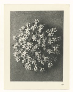 planlegge studie Archetypes of Art (serietittel) av Karl Blossfeldt