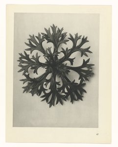 planlegge studie Archetypes of Art (serietittel) av Karl Blossfeldt