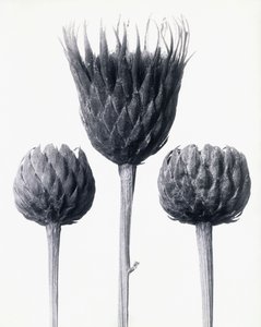 Serratula Nudicaulis (barstammet skjær), ca. 1928 (gelatinsølvtrykk) av Karl Blossfeldt