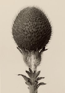  av Karl Blossfeldt