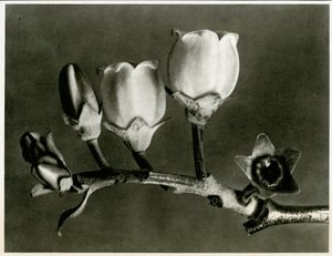 Vaccinium Corymbosum. 1929 (fotogravyr)
