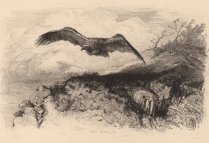Ørn på flukt. av Karl Bodmer