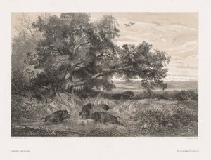 Dyr og landskap etter naturen: Villsvin i en dam, ca. 1850. av Karl Bodmer