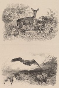 Doe, Eagle. av Karl Bodmer