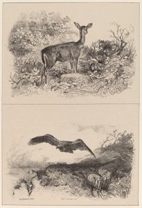 Doe, Eagle av Karl Bodmer