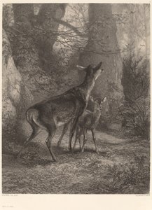 Doe og Fawn av Karl Bodmer