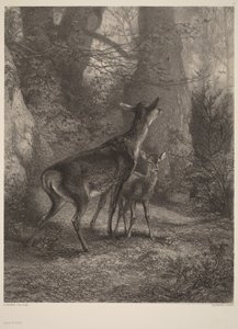  av Karl Bodmer