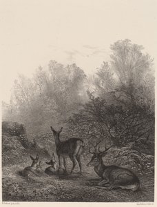 Hjort hviler av Karl Bodmer