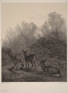  av Karl Bodmer