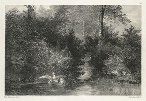 Canards (ender) av Karl Bodmer