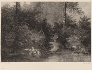 Ducks, 18611866. av Karl Bodmer
