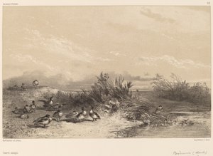 Villender av Karl Bodmer