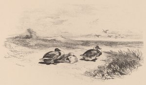 Villender av Karl Bodmer