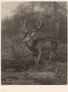 Cerf Dix-Cors av Karl Bodmer