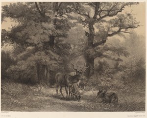 Hjort på Gagnage. av Karl Bodmer