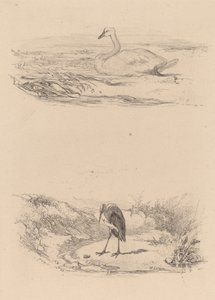 Svane, hegre. av Karl Bodmer