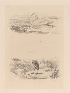 svane, hegre av Karl Bodmer