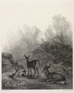 Hjort i hvile av Karl Bodmer