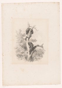 Tre bjørner i et tre Landskap med dyr (serietittel) av Karl Bodmer