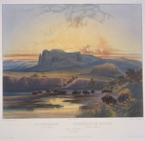 Herd of Bison på Upper Missouri av Karl Bodmer