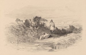 Hegre. av Karl Bodmer