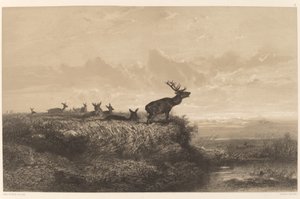 Morgenen. Hjort og hinds av Karl Bodmer
