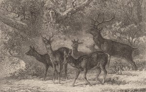 Flokken. av Karl Bodmer