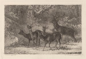 flokken av Karl Bodmer