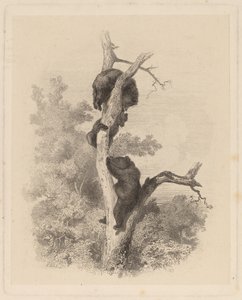 Les Ours (bjørnene) av Karl Bodmer