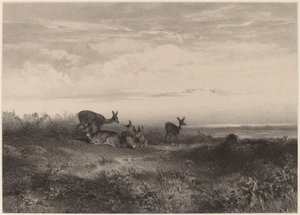 hjort av Karl Bodmer