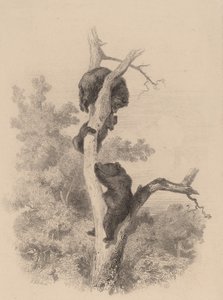 Bjørnene. av Karl Bodmer