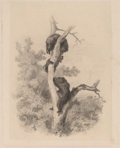 Bjørnene av Karl Bodmer