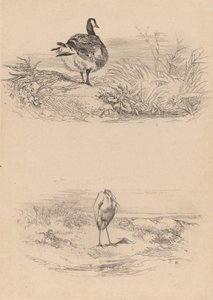 Hei, Heron. av Karl Bodmer