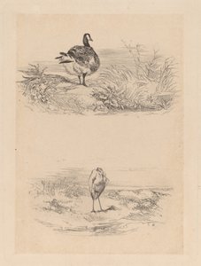 Hei, Heron av Karl Bodmer