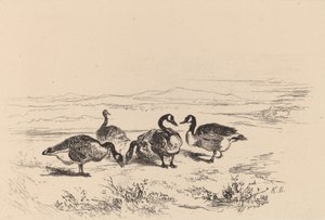 Bramgås. av Karl Bodmer