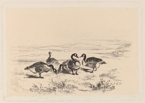 bramgås av Karl Bodmer