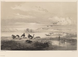 Villgås. av Karl Bodmer