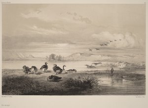  av Karl Bodmer