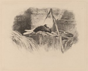 due på reir av Karl Bodmer