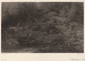 Rev på jakt av Karl Bodmer