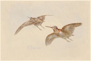 Rugder i flukt av Karl Bodmer