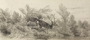  av Karl Bodmer