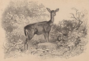 En doe. av Karl Bodmer