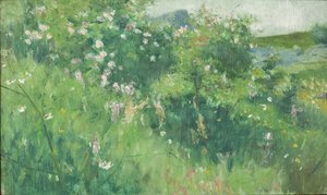 Briar-rosebusker som blomstrer på øya Tjörn