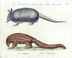 Armadillo og Pangolin (trykk) av Karl Joseph Brodtmann